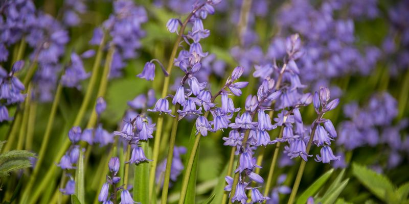 22 Weeds With Purple Flowers That Might Be in Your Garden 37 Spanish Bluebell