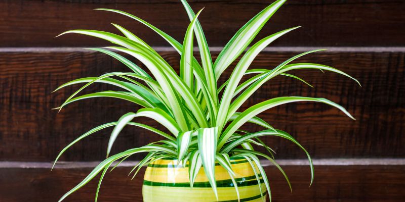 Spider Plant