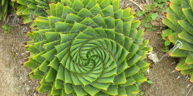 14 Types of Aloe Plants 5 Spiral Aloe