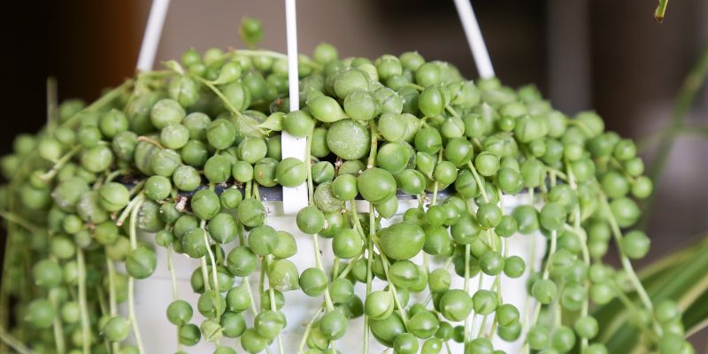 String of Pearls 