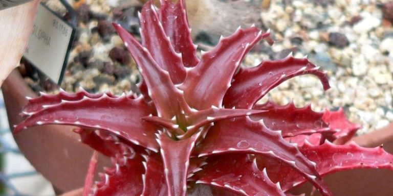 14 Types of Aloe Plants