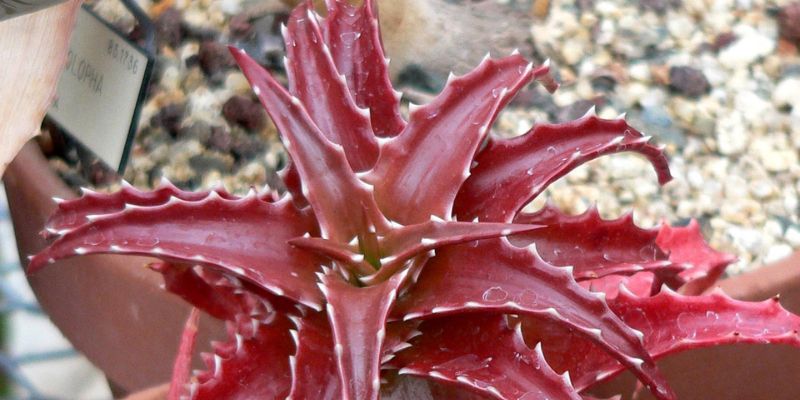 14 Types of Aloe Plants 17 Sunset Aloe