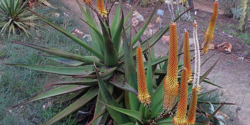 14 Types of Aloe Plants 9 Uitenhage Aloe