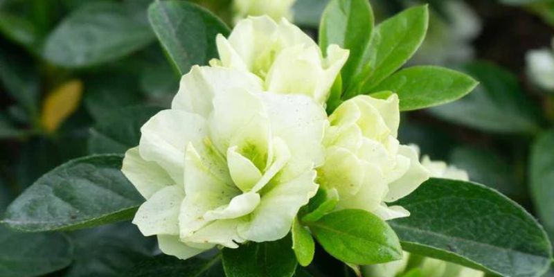 Green Glow Azalea
