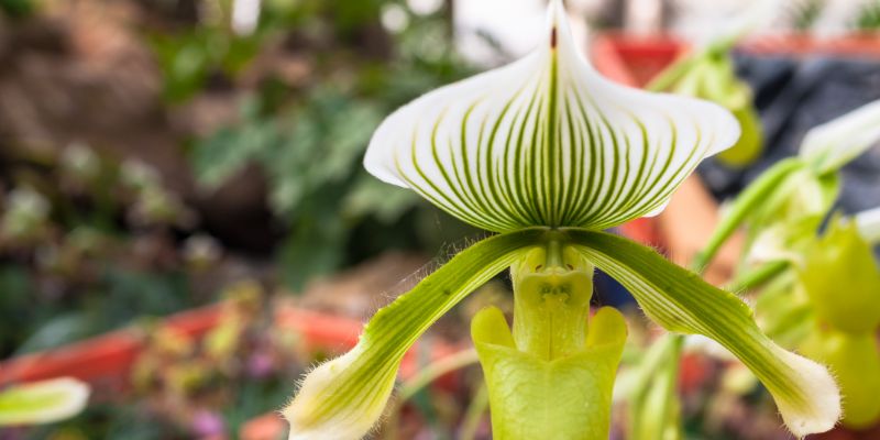 Venus Slipper Orchid
