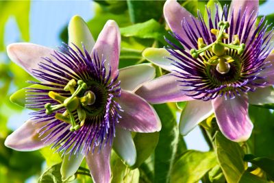 florida flowers