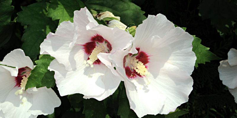 Amethyst Hibiscus