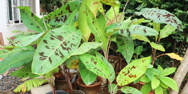 14 Types of Big Leaf Plants for a Green Oasis 13 Banana