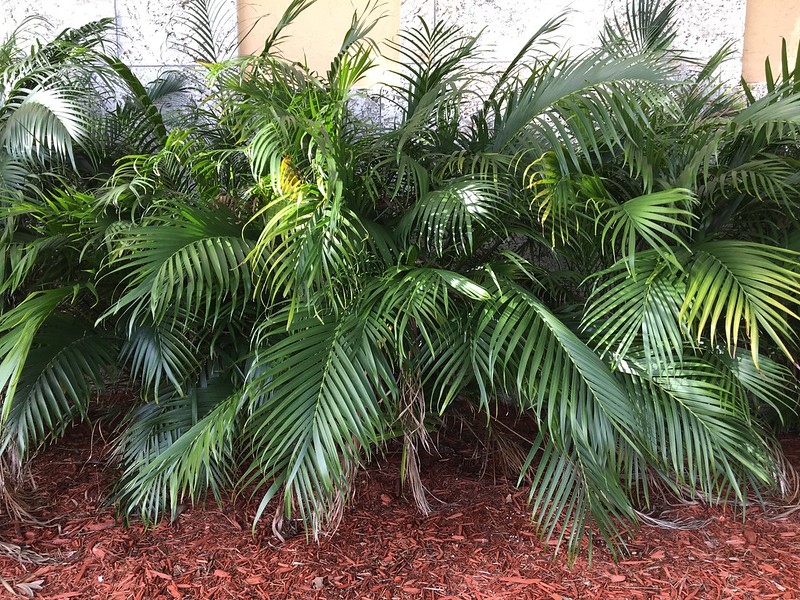 Varieties of Florida Palms 7 Cat Palm