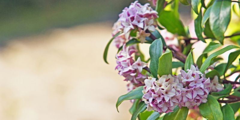 Daphne