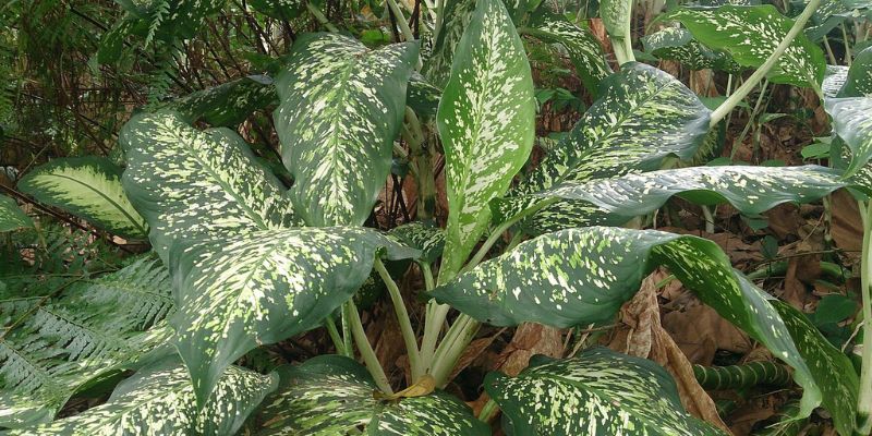 14 Types of Big Leaf Plants for a Green Oasis 21 Dumb Cane