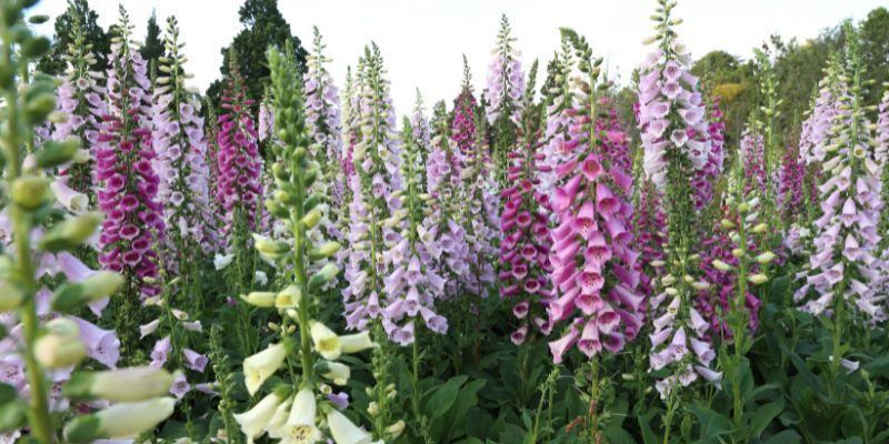 Fairy Foxglove