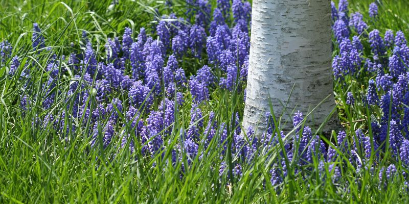 Grape Hyacinth