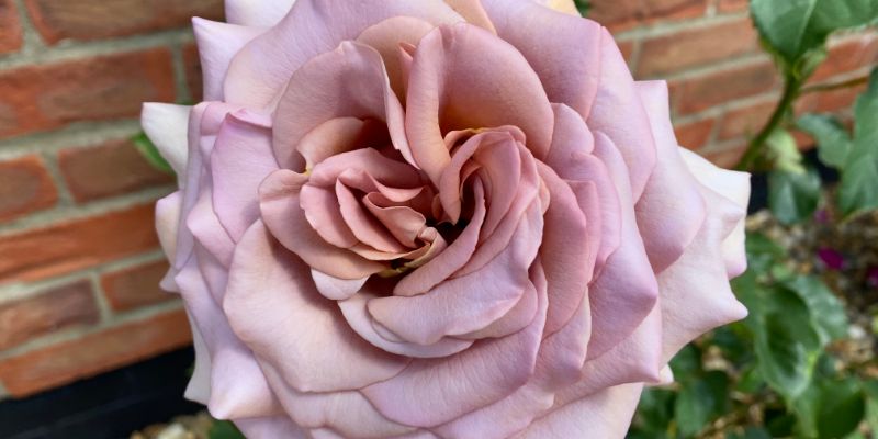 Koko Loko Rose