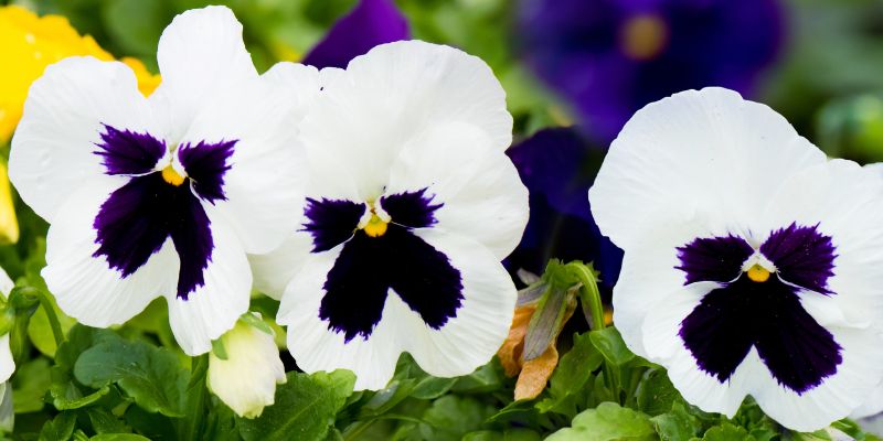 Pansy
