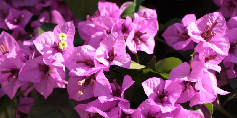 Purple Queen Bougainvillea
