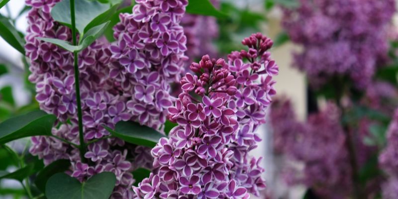 Sensation Lilac