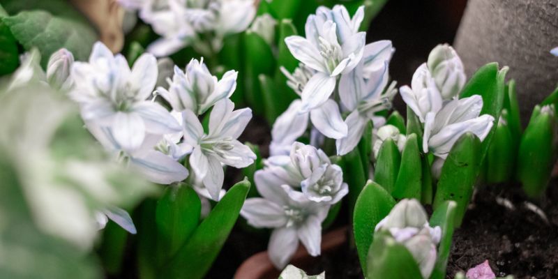 Striped Squill
