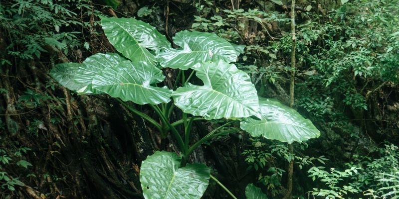 14 Types of Big Leaf Plants for a Green Oasis 3 Taro