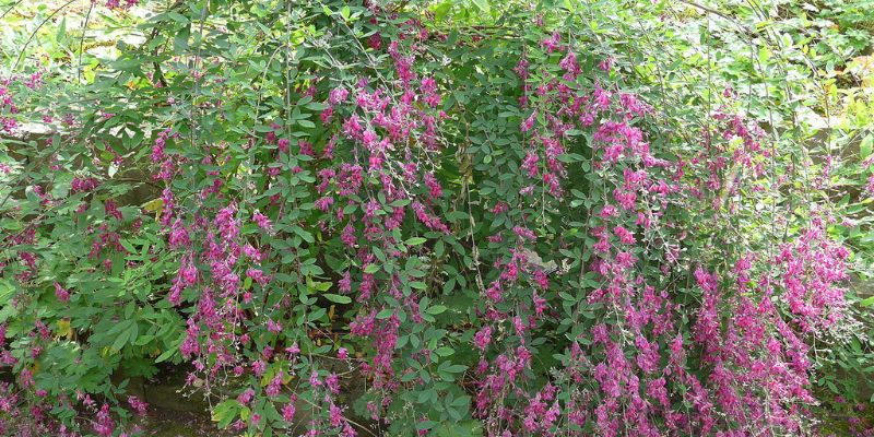 Thunberg’s Lespedeza