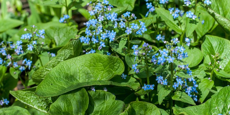 Woodland Forget-Me-Not