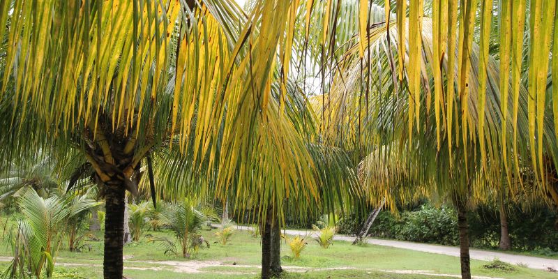 Varieties of Florida Palms 15 Coconut Palm