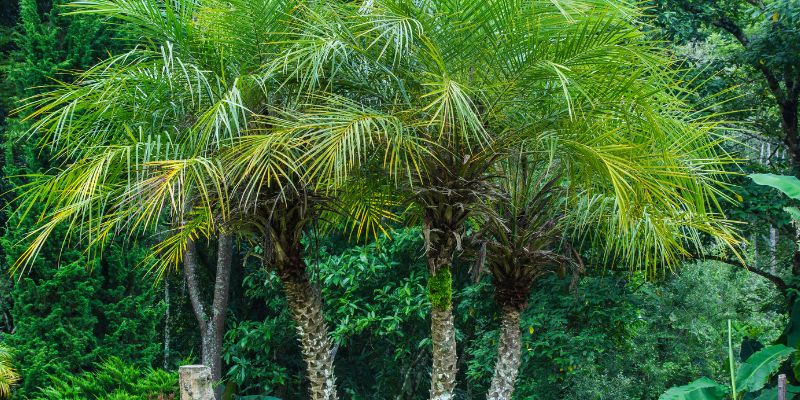 Varieties of Florida Palms 5 Pygmy Date Palm