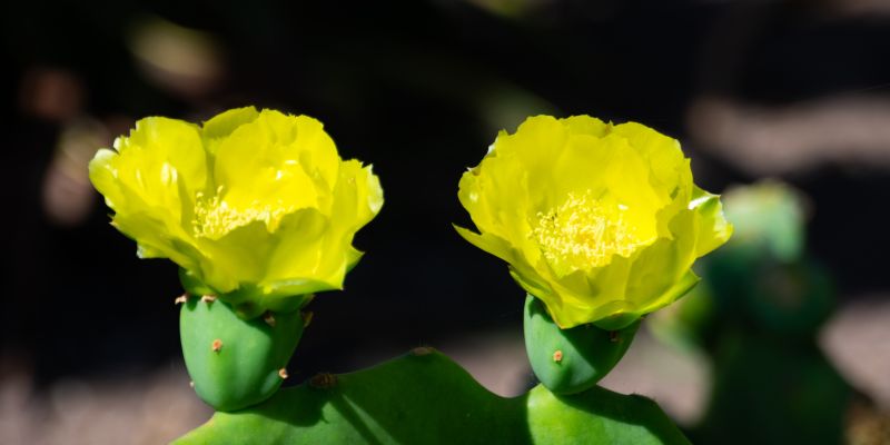 prickly pear Flowering