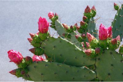 prickly pear cactus growth stages