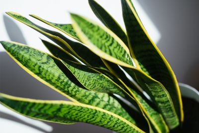 snake plant leaves curling