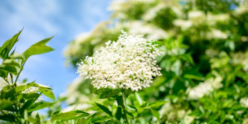 18 Varieties of White Flowering Shrubs 30 Elderberry