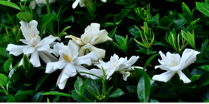 18 Varieties of White Flowering Shrubs 20 Gardenia