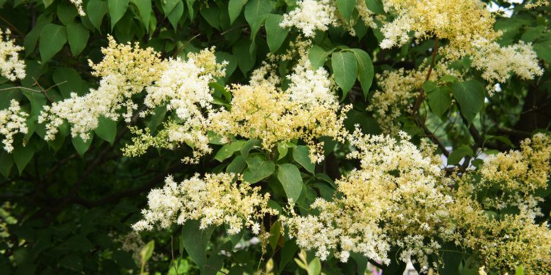 18 Varieties of White Flowering Shrubs 16 Japanese Tree Lilac