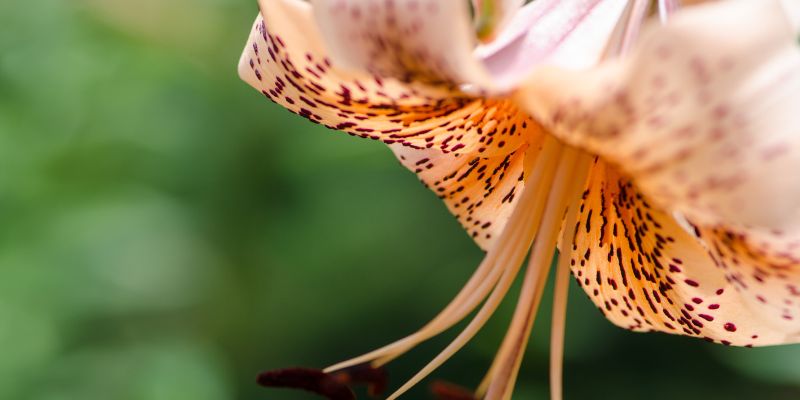 12 Types of Lilies | Orange Flowers 7 Michigan Lily