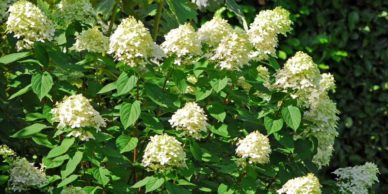 18 Varieties of White Flowering Shrubs 8 Panicle Hydrangea