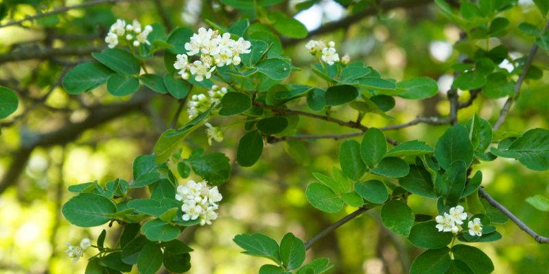 18 Varieties of White Flowering Shrubs 32 Serviceberry