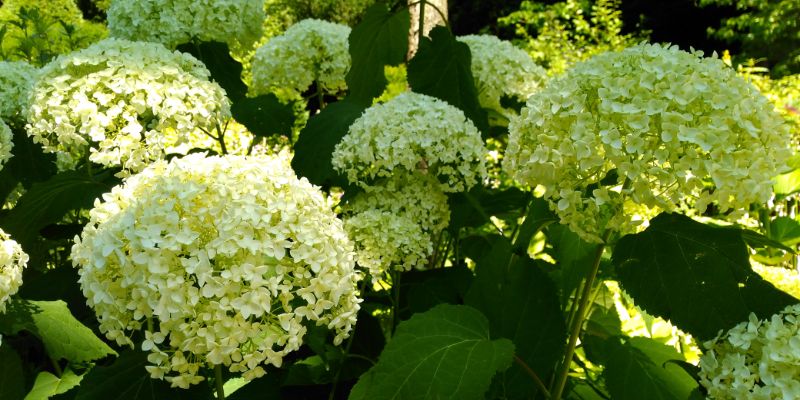 18 Varieties of White Flowering Shrubs 4 Smooth Hydrangea