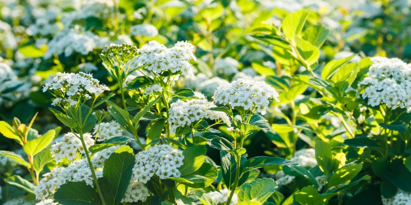 18 Varieties of White Flowering Shrubs 10 Spirea