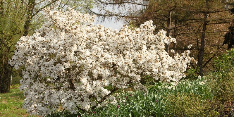 18 Varieties of White Flowering Shrubs 18 Star Magnolia