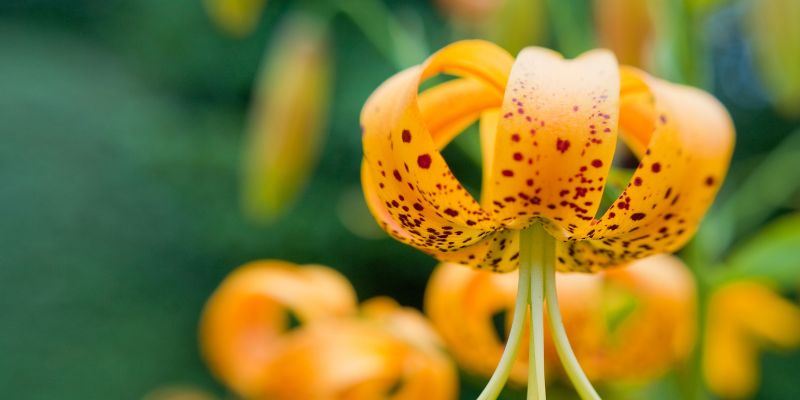 12 Types of Lilies | Orange Flowers 15 Turk’s Cap Lily
