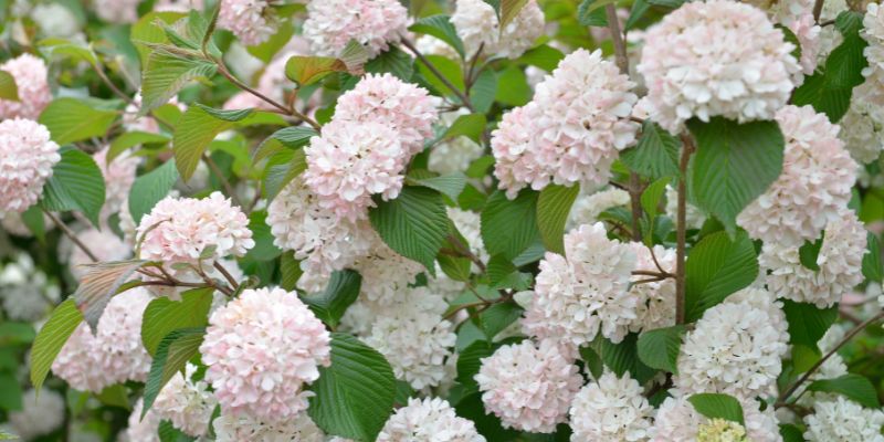18 Varieties of White Flowering Shrubs 26 Viburnum