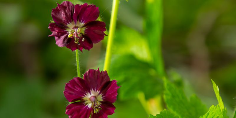 Dusky Cranesbill