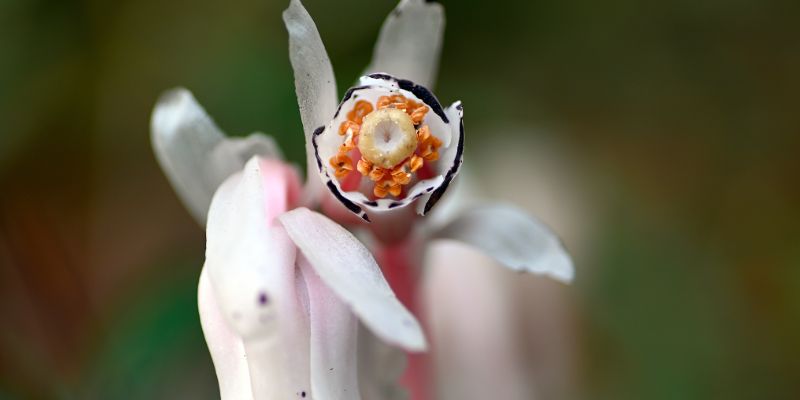 Ghost Plant