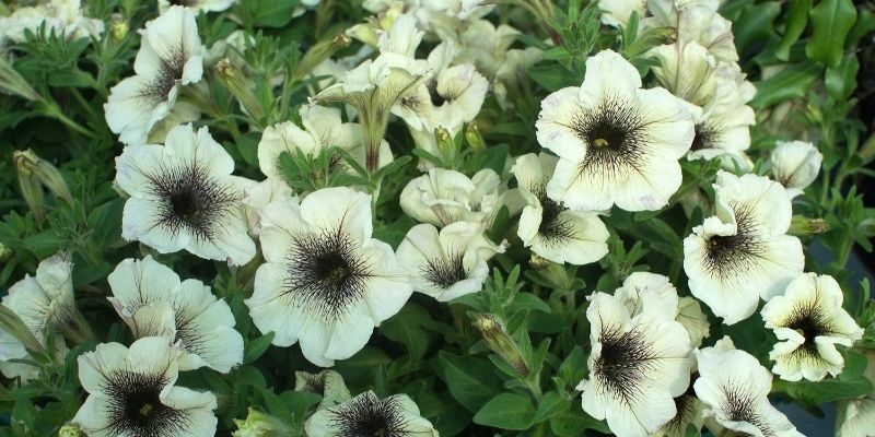 Petunia