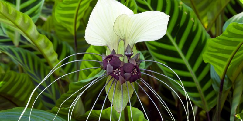 White Batflower