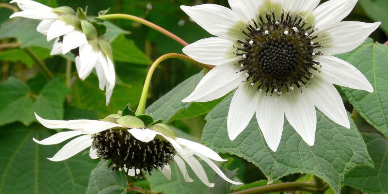 White Sunflower Tree